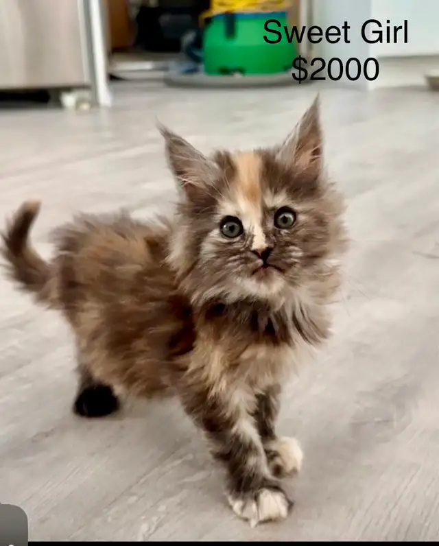 Maine Coon Kittens  Open for Reservation Cost from $2000 - Photo 5