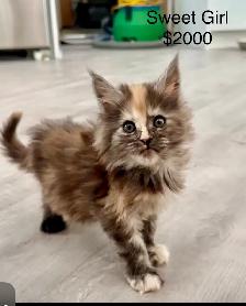 Maine Coon Kittens  Open for Reservation Cost from $2000 - Photo 5