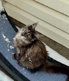 Maine Coon Kittens  Open for Reservation Cost from $2000 - Photo 8