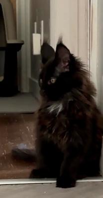 Maine Coon Kittens  Open for Reservation Cost from $2000 - Photo 9