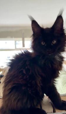 Maine Coon Kittens  Open for Reservation Cost from $2000 - Photo 10