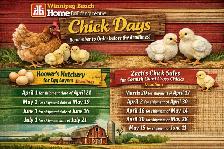 Order Chicks Hoover's Hatchey - Photo 2