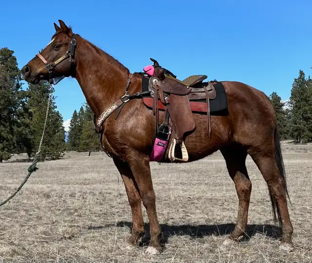 Grade Quarter Horse Gelding