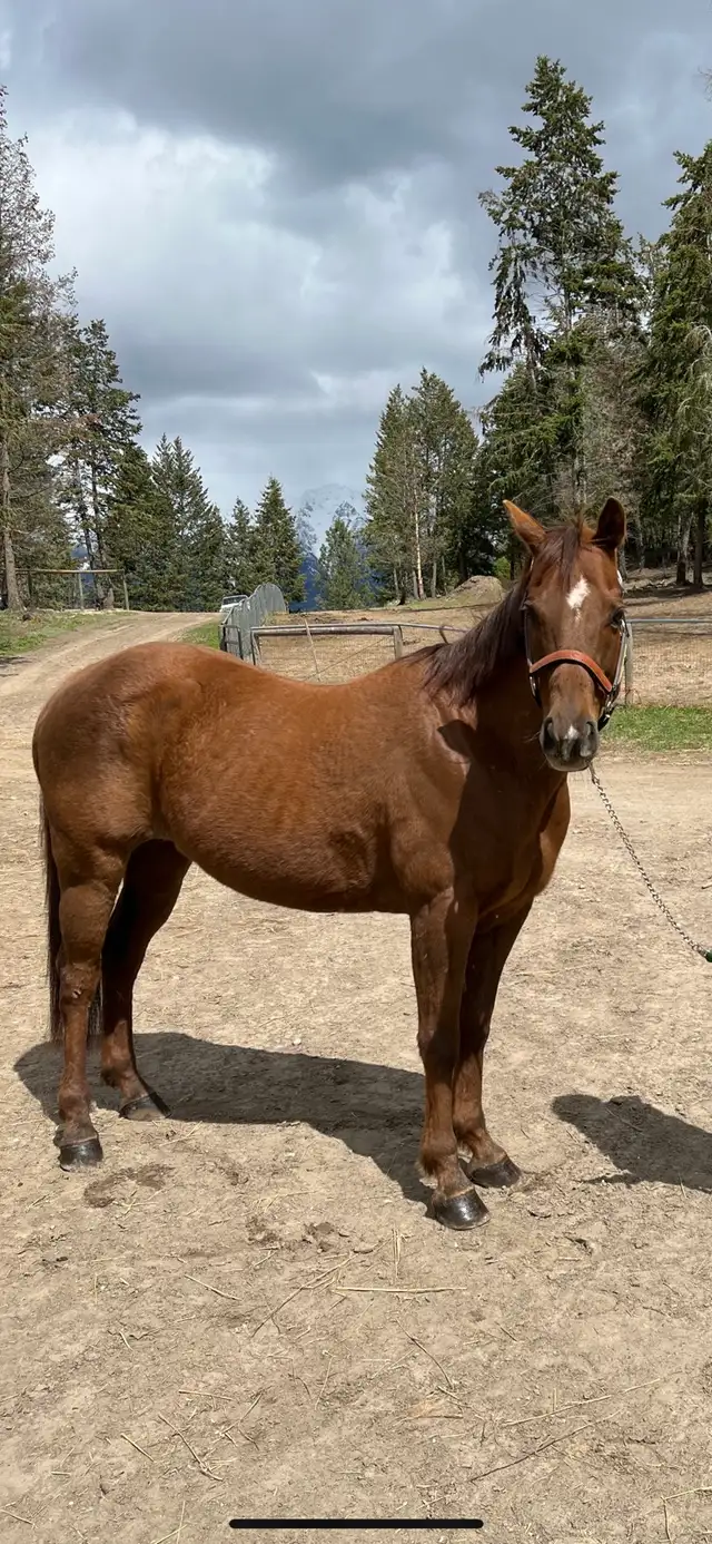 Grade Quarter Horse Gelding - Photo 2