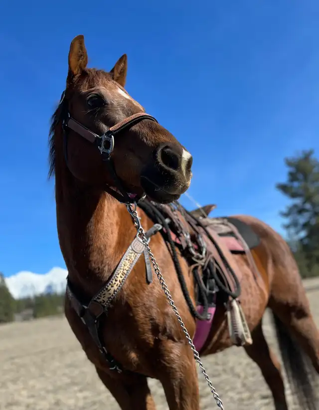 Grade Quarter Horse Gelding - Photo 3