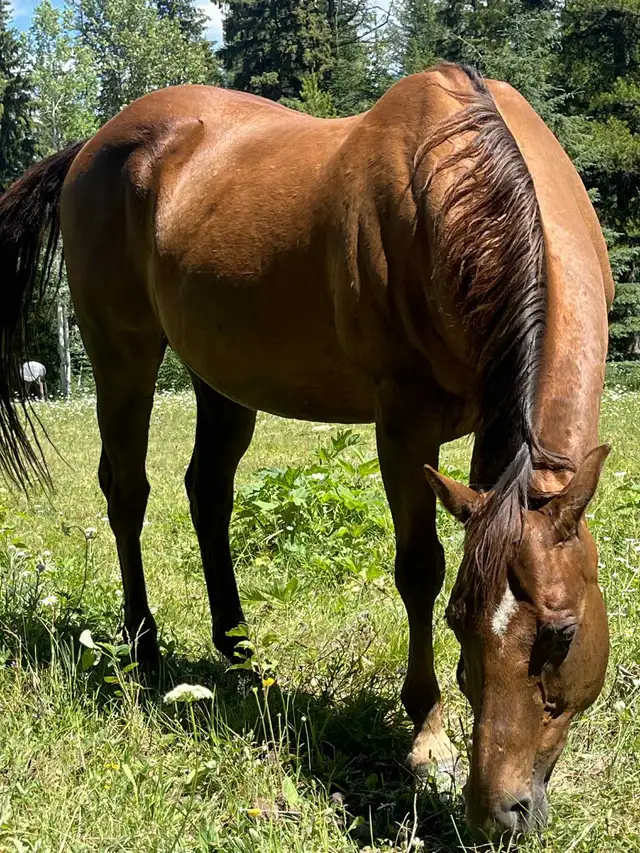Grade Quarter Horse Gelding - Photo 4