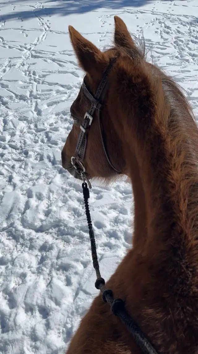 Grade Quarter Horse Gelding - Photo 5
