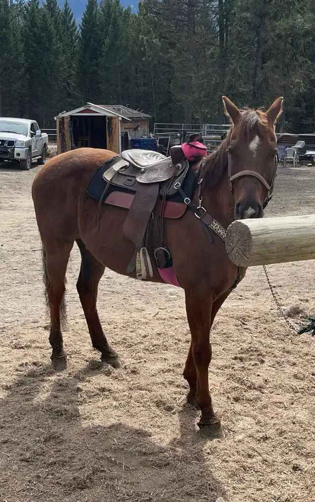 Grade Quarter Horse Gelding - Photo 6