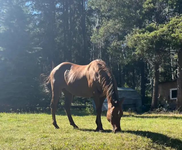 Grade Quarter Horse Gelding - Photo 7