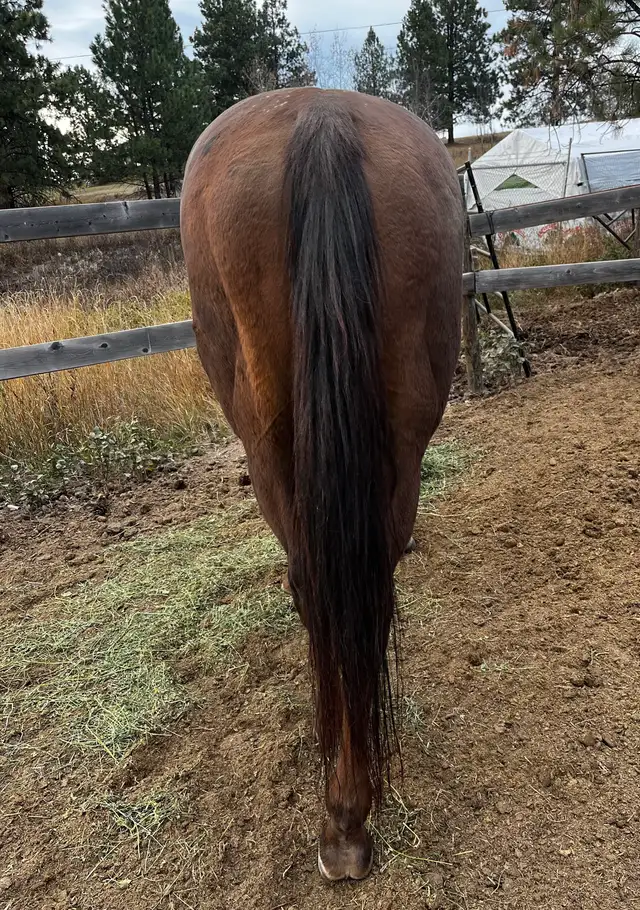 Grade Quarter Horse Gelding - Photo 8