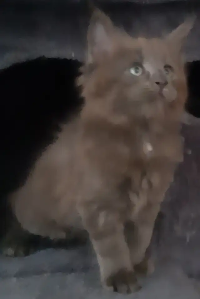 CHATONS MAINECOONS ENREGISTREE TICA