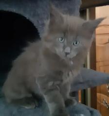 CHATONS MAINECOONS ENREGISTREE TICA - Photo 2