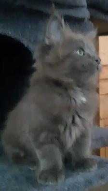 CHATONS MAINECOONS ENREGISTREE TICA - Photo 3