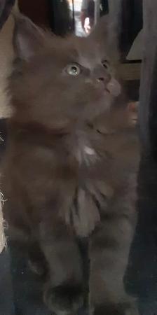 CHATONS MAINECOONS ENREGISTREE TICA - Photo 4