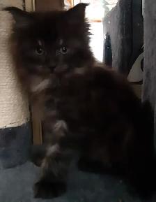 CHATONS MAINECOONS ENREGISTREE TICA - Photo 5