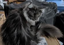 CHATONS MAINECOONS ENREGISTREE TICA - Photo 7