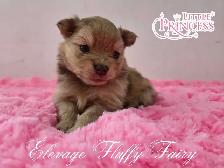 7 femelles et 1 Mâle pomeranien!