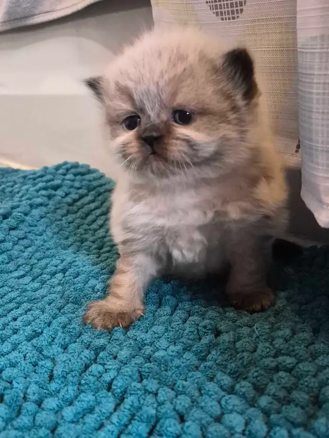 beautiful female ragdoll