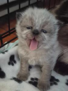 beautiful female ragdoll - Photo 4