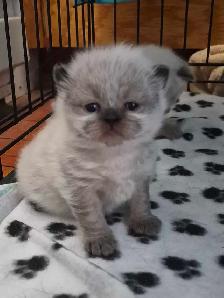 beautiful female ragdoll - Photo 5