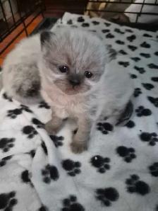 beautiful female ragdoll - Photo 6