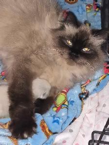 beautiful female ragdoll - Photo 7