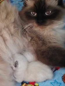 beautiful female ragdoll - Photo 8