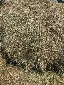 round hay bales, stored inside - Photo 2