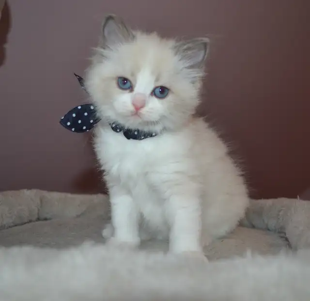 Chatons Ragdoll stérilisé.