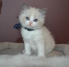 Chatons Ragdoll stérilisé.