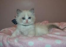 Chatons Ragdoll stérilisé. - Photo 2