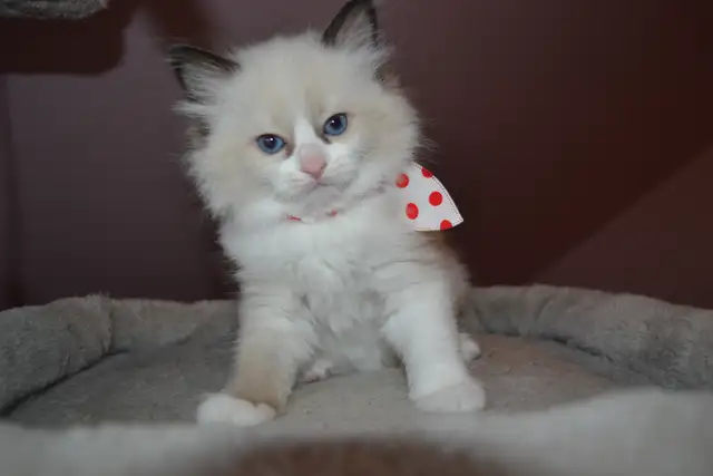 Chatons Ragdoll stérilisé. - Photo 3