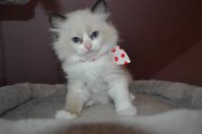 Chatons Ragdoll stérilisé. - Photo 3