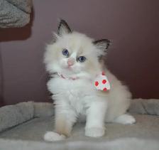 Chatons Ragdoll stérilisé. - Photo 4