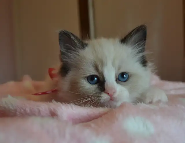 Chatons Ragdoll stérilisé. - Photo 5