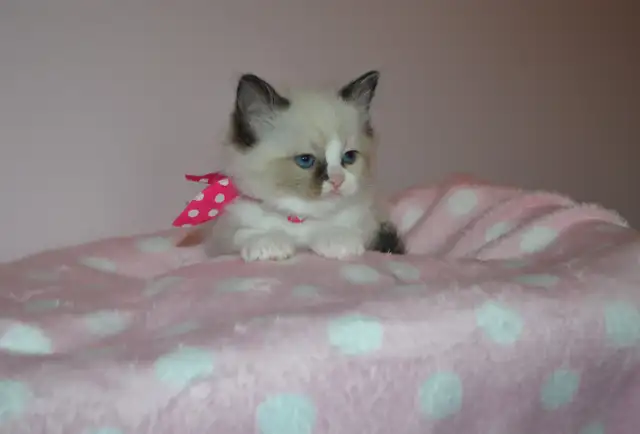 Chatons Ragdoll stérilisé. - Photo 6