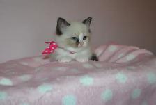 Chatons Ragdoll stérilisé. - Photo 6