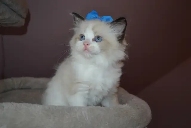 Chatons Ragdoll stérilisé. - Photo 7