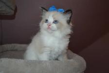 Chatons Ragdoll stérilisé. - Photo 7