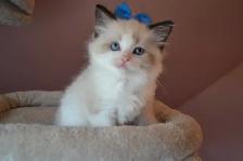 Chatons Ragdoll stérilisé. - Photo 8