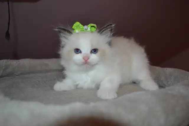 Chatons Ragdoll stérilisé. - Photo 9