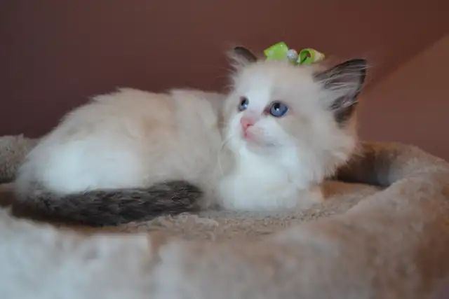 Chatons Ragdoll stérilisé. - Photo 10