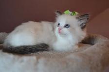 Chatons Ragdoll stérilisé. - Photo 10