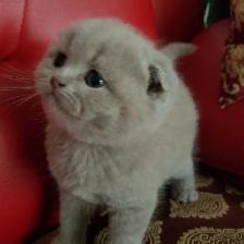 Scottish Straight and Scottish Fold kittens CCA/AFC registered - Photo 4