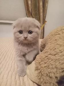 Scottish Straight and Scottish Fold kittens CCA/AFC registered - Photo 7