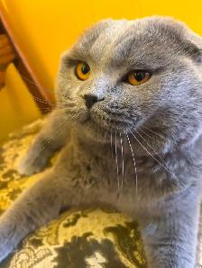 Scottish Straight and Scottish Fold kittens CCA/AFC registered - Photo 10