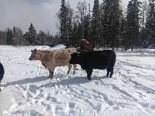 bred heifers