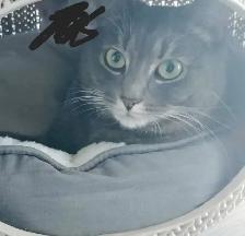 Chat à vendre - Photo 2