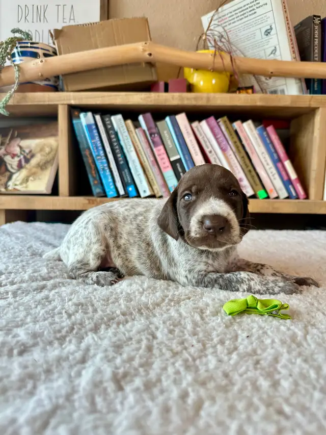 UKC Registered German Shorthaired Pointer Puppies