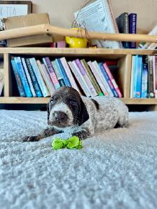 UKC Registered German Shorthaired Pointer Puppies - Photo 2